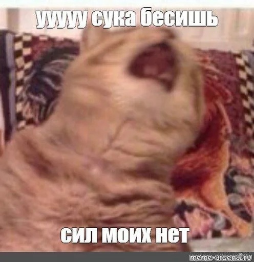 😤 Стикер «Crying cats v. 2» для Telegram