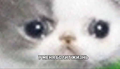 😵 Стикер «Crying cats v. 2» для Telegram