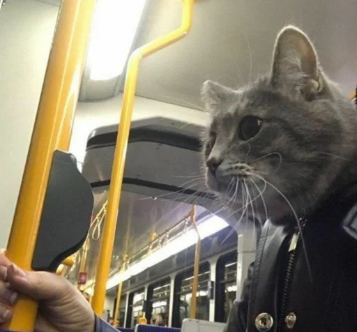 🚃 Стикер «Crying cats v. 2» для Telegram
