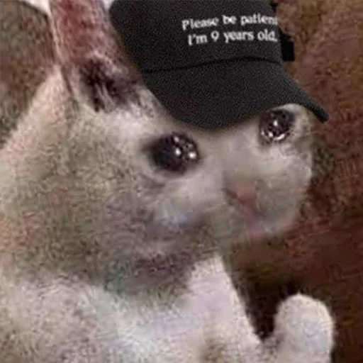 🥺 Стикер «Crying cats v. 2» для Telegram