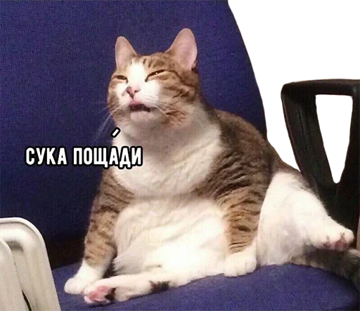 😩 Стикер «Crying cats v. 2» для Telegram