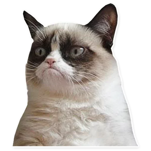 😡 Стикер «Crying cats v. 2» для Telegram