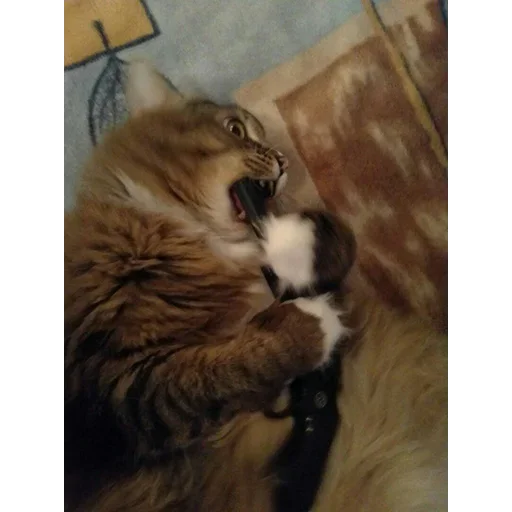 😵 Стикер «Crying cats v. 2» для Telegram