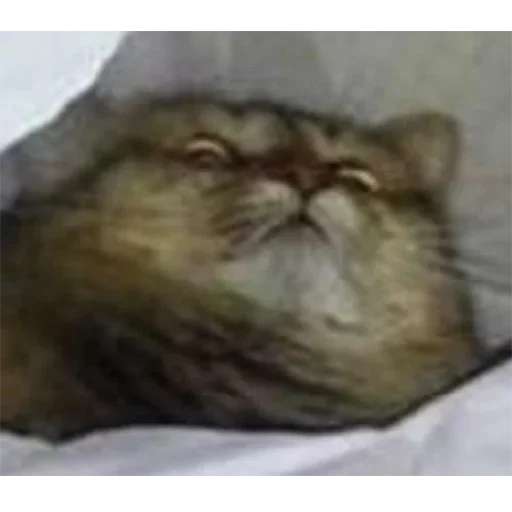 👿 Стикер «Crying cats v. 2» для Telegram