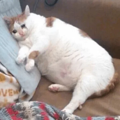 😿 Стикер «Crying cats v. 2» для Telegram