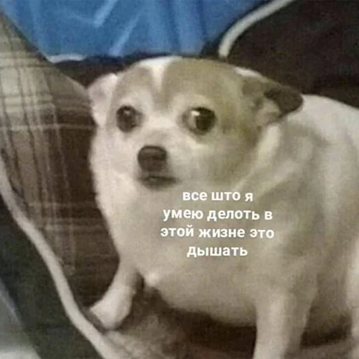 🤕 Стикер «Crying cats v. 2» для Telegram
