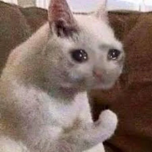 😪 Стикер «Crying cats v. 2» для Telegram