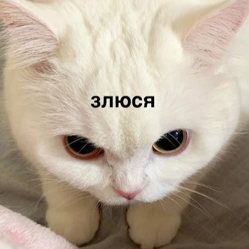 😠 Стикер «Crumple in bed» для Telegram