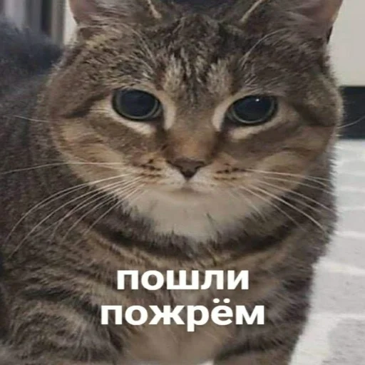 😏 Стикер «Crumple in bed» для Telegram