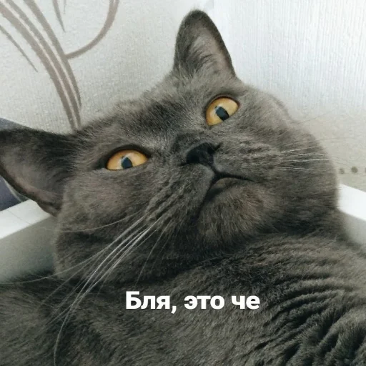 🤔 Стикер «Crumple in bed» для Telegram