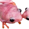 Эмодзи Frog для Telegram — скачать