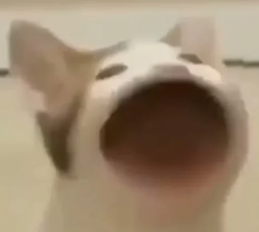 😮 Стикер «banana cat» для Telegram