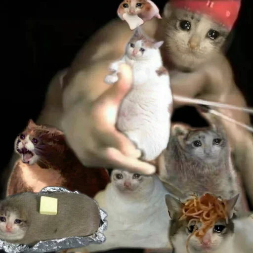 😭 Стикер «Crying Cat Deluxe Evolution» для Telegram