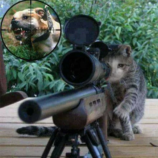 😭 Стикер «Crying Cat Deluxe Evolution» для Telegram
