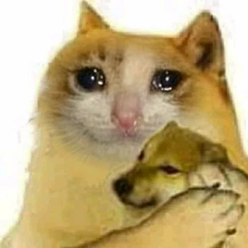 😭 Стикер «Crying Cat Deluxe Evolution» для Telegram