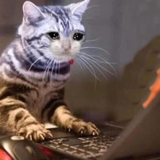 😭 Стикер «Crying Cat Deluxe Evolution» для Telegram