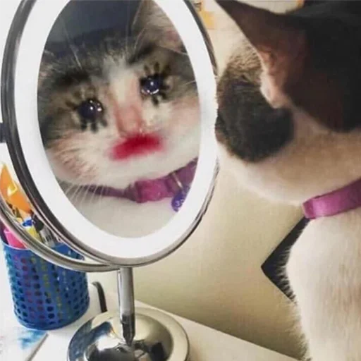 😭 Стикер «Crying Cat Deluxe Evolution» для Telegram