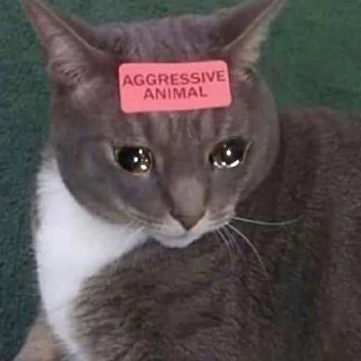 😭 Стикер «Crying Cat Deluxe Evolution» для Telegram