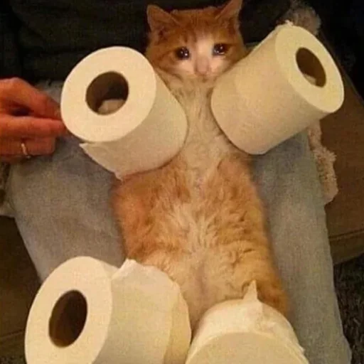 😭 Стикер «Crying Cat Deluxe Evolution» для Telegram