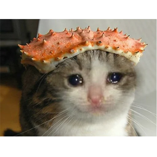😭 Стикер «Crying Cat Deluxe Evolution» для Telegram