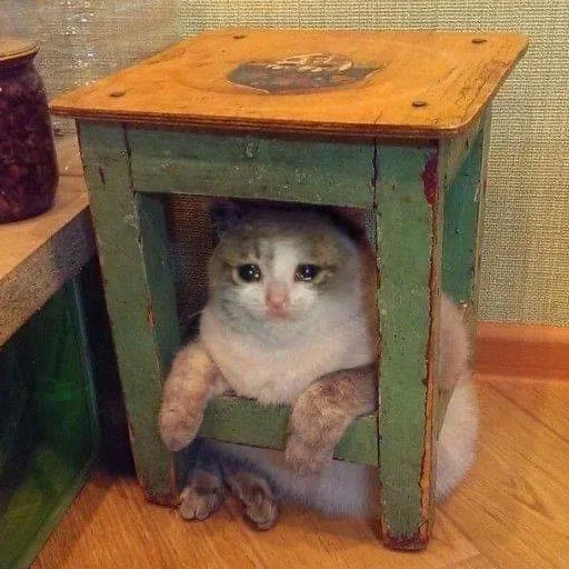 😭 Стикер «Crying Cat Deluxe Evolution» для Telegram