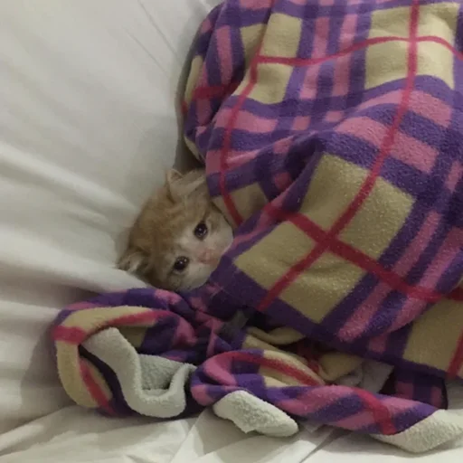 😭 Стикер «Crying Cat Deluxe Evolution» для Telegram
