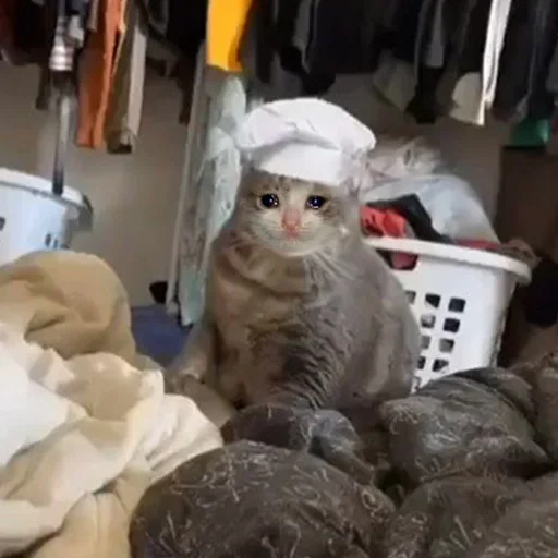 😭 Стикер «Crying Cat Deluxe Evolution» для Telegram
