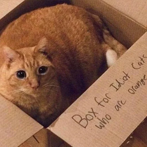 😭 Стикер «Crying Cat Deluxe Evolution» для Telegram