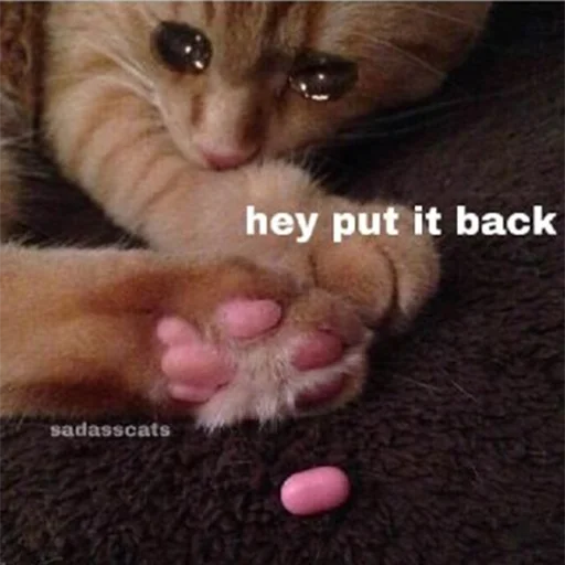 😭 Стикер «Crying Cat Deluxe Evolution» для Telegram