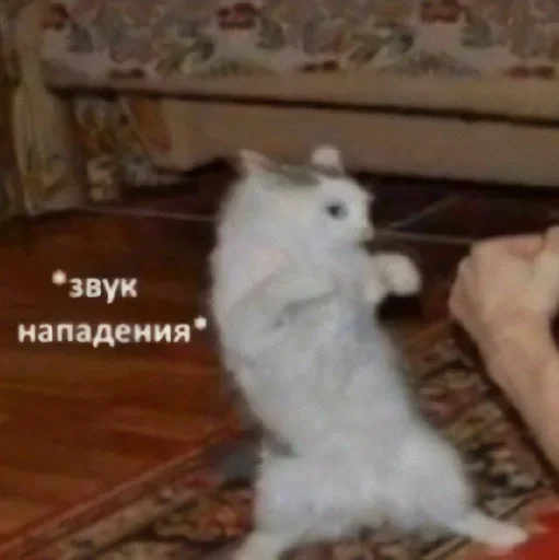 🐱 Стикер «Dungeon of cum» для Telegram