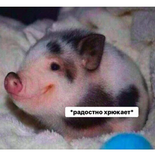 🐷 Стикер «Dungeon of cum» для Telegram