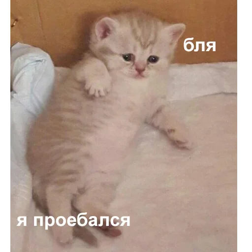 😢 Стикер «Dungeon of cum» для Telegram