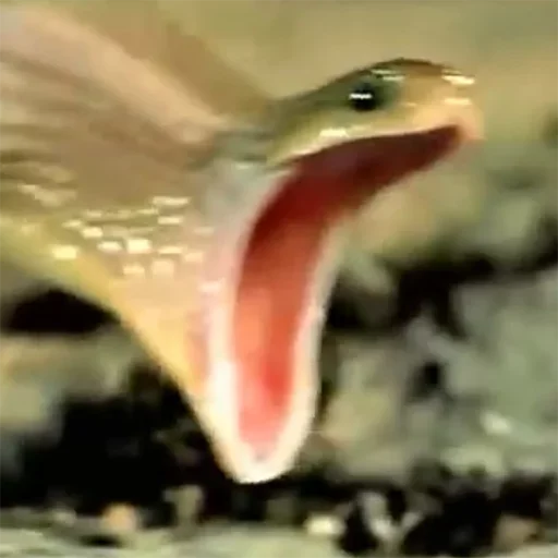 🐍 Стикер «Dungeon of cum» для Telegram