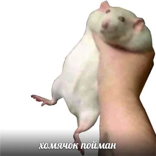 🤌 Стикер «cumыши» для Telegram