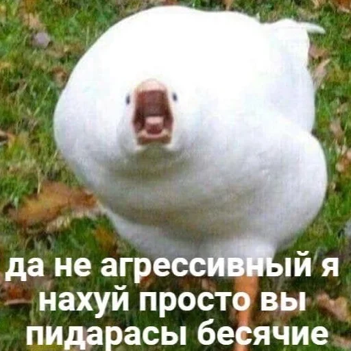 🤬 Стикер «cumыши» для Telegram