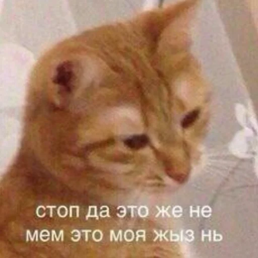 🙂 Стикер «cumыши» для Telegram
