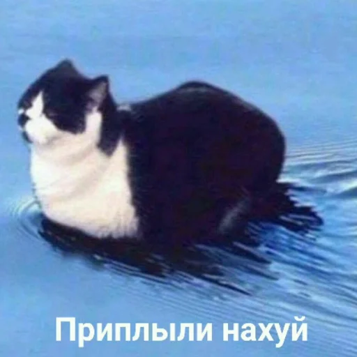 💦 Стикер «cumыши» для Telegram