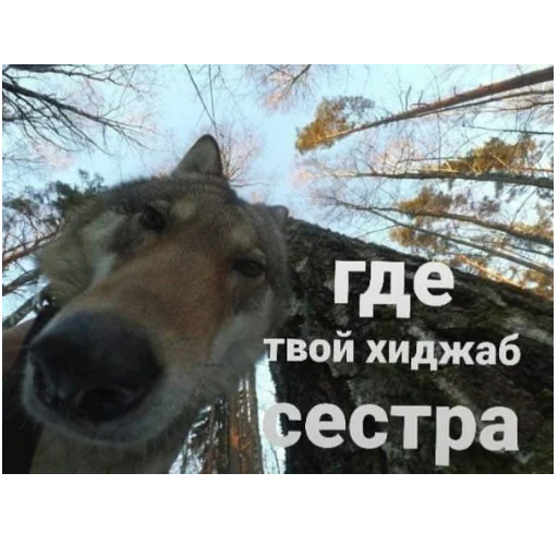 🤭 Стикер «cumыши» для Telegram