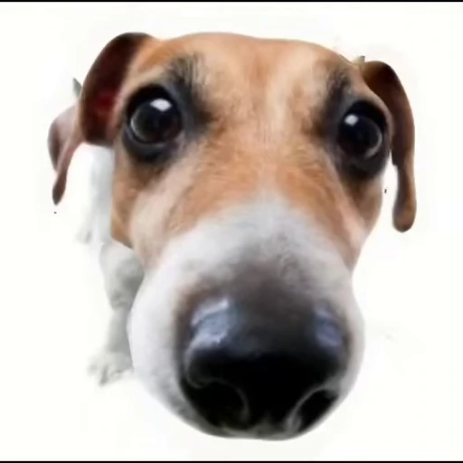 🐶 Стикер «cumshot» для Telegram