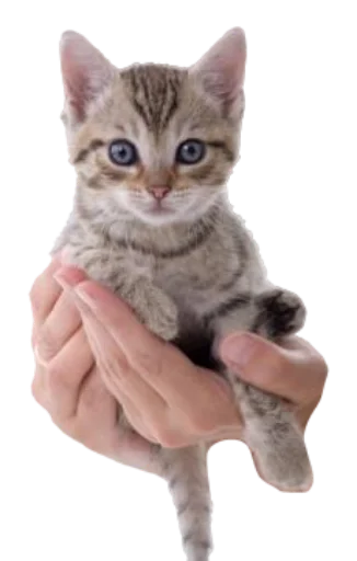 🐱 Стикер «cursedemoji» для Telegram