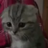Стикер 41 cursed kittens