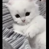 Стикер 60 cursed kittens