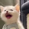 Стикер 39 cursed kittens