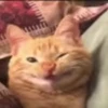 Стикер 55 cursed kittens