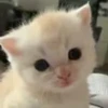 Стикер 12 cursed kittens