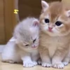 Стикер 2 cursed kittens