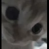 Стикер 35 cursed kittens
