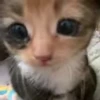 Стикер 14 cursed kittens