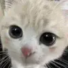 Обложка набора cursed kittens