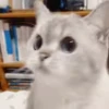 Стикер 49 cursed kittens
